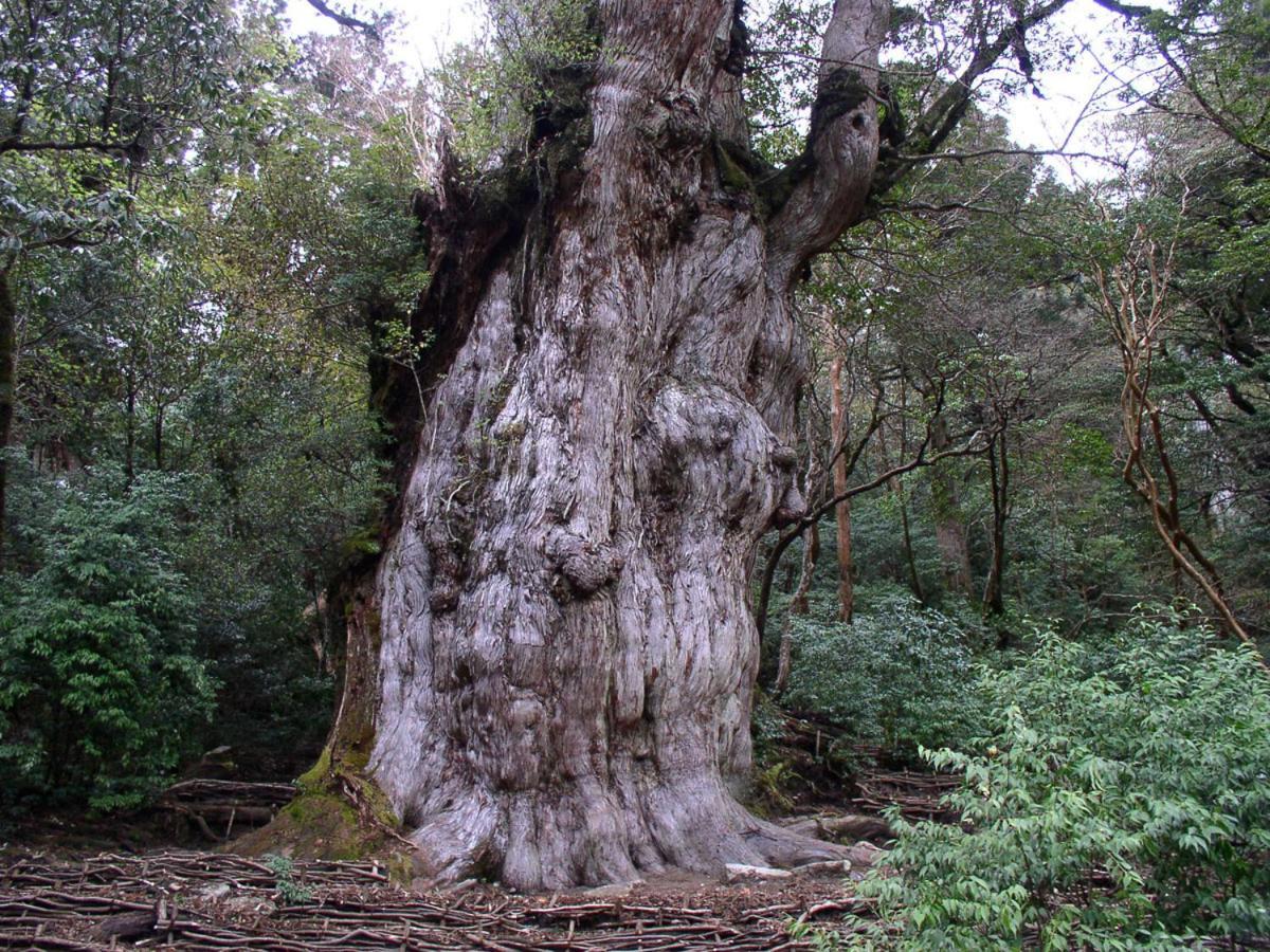 Minshuku Satomachi Guest House Yakushima  Luaran gambar